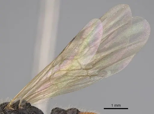 Manica invidia specimen CASENT0862005 image casent0862005_4