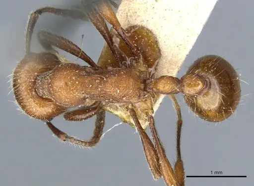 Manica invidia specimen CASENT0904061 image casent0904061_1