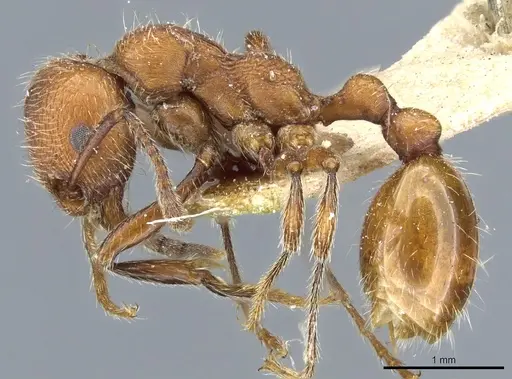 Manica invidia specimen CASENT0904061 image casent0904061_3