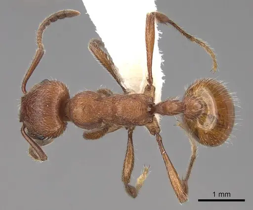 Manica invidia specimen CASENT0922742 image casent0922742_1