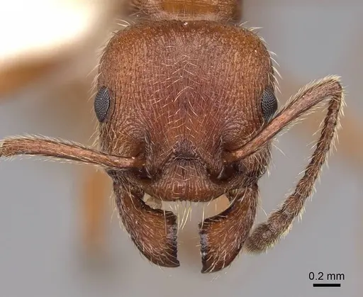 Manica invidia specimen CASENT0922742 image casent0922742_2