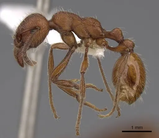 Manica invidia specimen CASENT0922742 image casent0922742_3