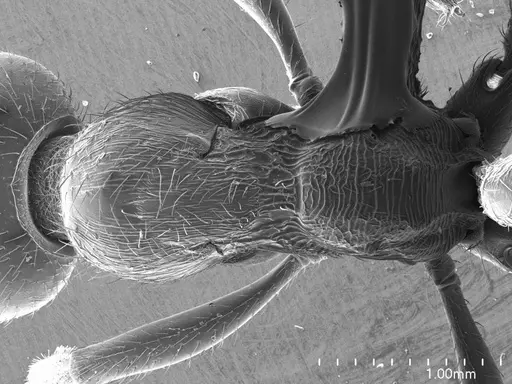 Manica rubida specimen ANTWEB1008547 image antweb1008547_1