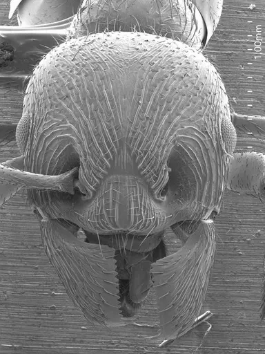 Manica rubida specimen ANTWEB1008547 image antweb1008547_2