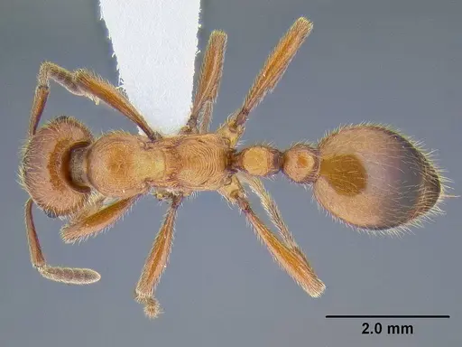 Manica rubida specimen CASENT0106288 image casent0106288_1