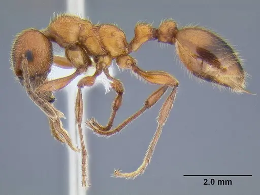 Manica rubida specimen CASENT0106288 image casent0106288_3