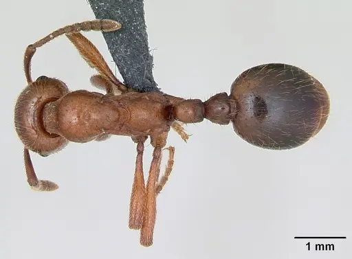 Manica rubida specimen CASENT0173135 image casent0173135_1