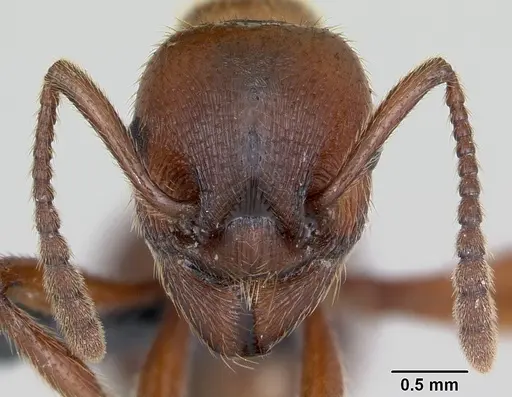 Manica rubida specimen CASENT0173135 image casent0173135_2