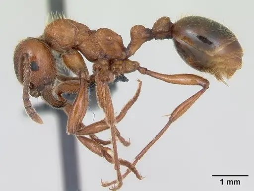 Manica rubida specimen CASENT0173135 image casent0173135_3
