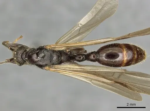 Manica rubida specimen CASENT0901011 image casent0901011_1