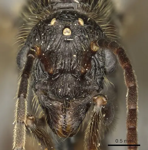 Manica rubida specimen CASENT0901011 image casent0901011_2