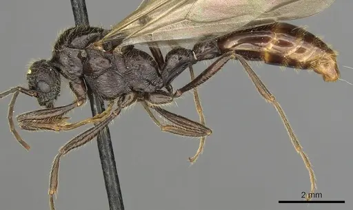 Manica rubida specimen CASENT0901011 image casent0901011_3