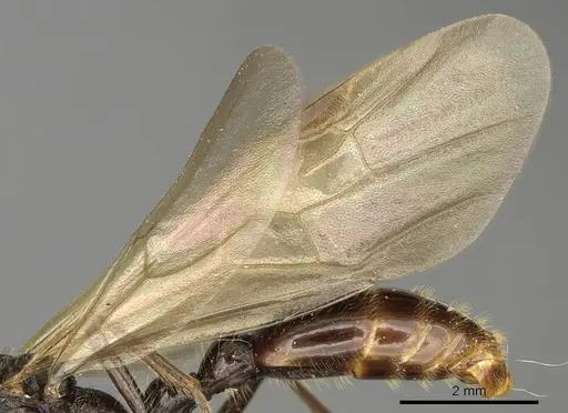Manica rubida specimen CASENT0901011 image casent0901011_4