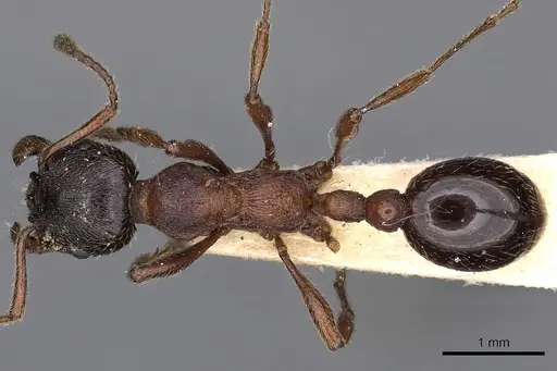 Manica yessensis specimen CASENT0900372 image casent0900372_1