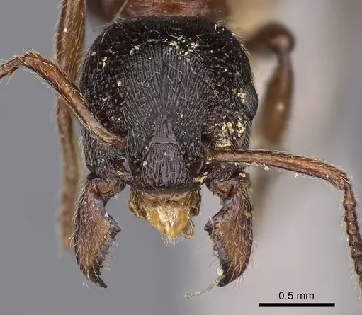 Manica yessensis specimen CASENT0900372 image casent0900372_2