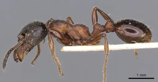 Manica yessensis specimen CASENT0900372 image casent0900372_3