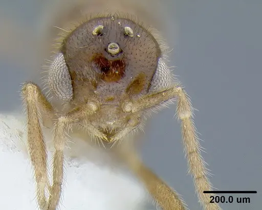 Martialis heureka specimen ANTWEB1041466 image antweb1041466_2