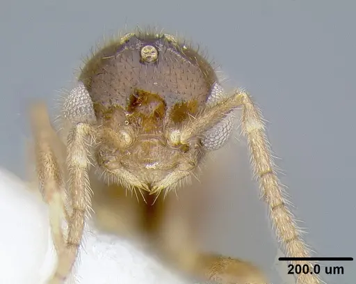 Martialis heureka specimen ANTWEB1041466 image antweb1041466_3