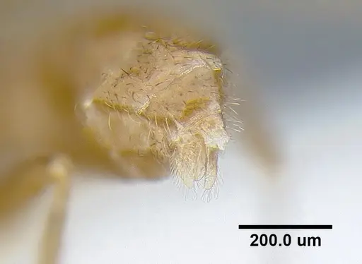 Martialis heureka specimen ANTWEB1041466 image antweb1041466_5