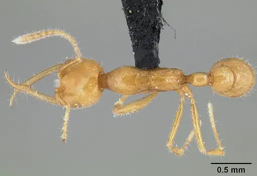 Martialis heureka specimen CASENT0106181 image casent0106181_1