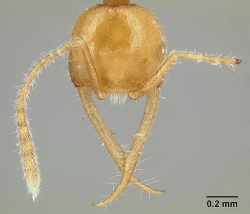 Martialis heureka specimen CASENT0106181 image casent0106181_2