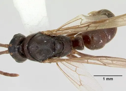 Mayaponera arhuaca specimen CASENT0173036 image casent0173036_1