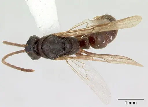 Mayaponera arhuaca specimen CASENT0173036 image casent0173036_2