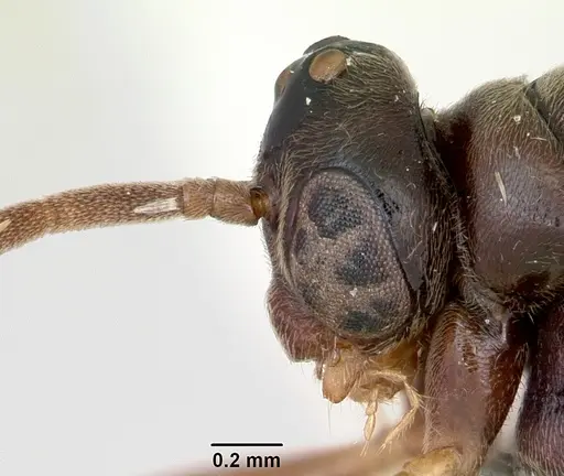 Mayaponera arhuaca specimen CASENT0173036 image casent0173036_4