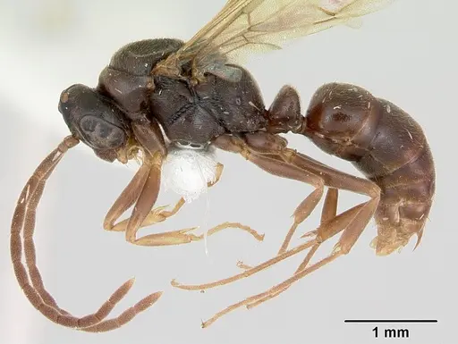 Mayaponera arhuaca specimen CASENT0173036 image casent0173036_5