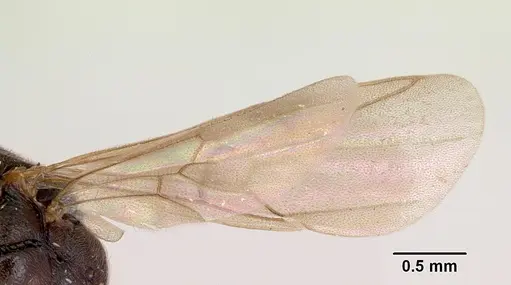 Mayaponera arhuaca specimen CASENT0173036 image casent0173036_6