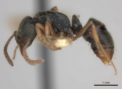 Mayaponera arhuaca specimen CASENT0217550 image casent0217550_3