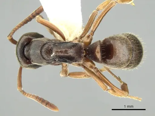 Mayaponera arhuaca specimen CASENT0249129 image casent0249129_1