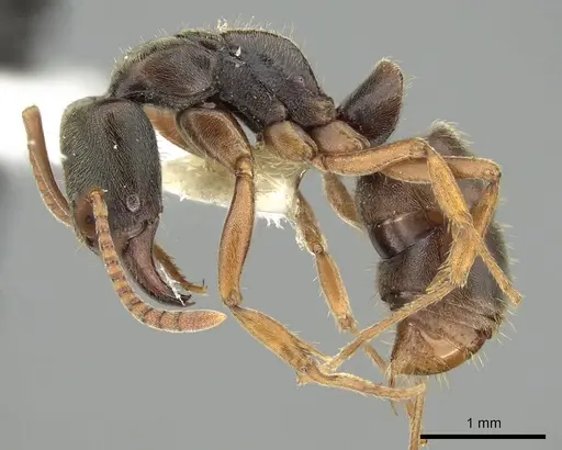 Mayaponera arhuaca specimen CASENT0249129 image casent0249129_3