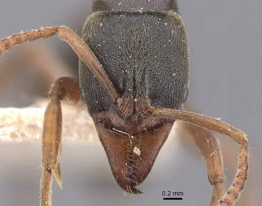 Mayaponera arhuaca specimen CASENT0907276 image casent0907276_2