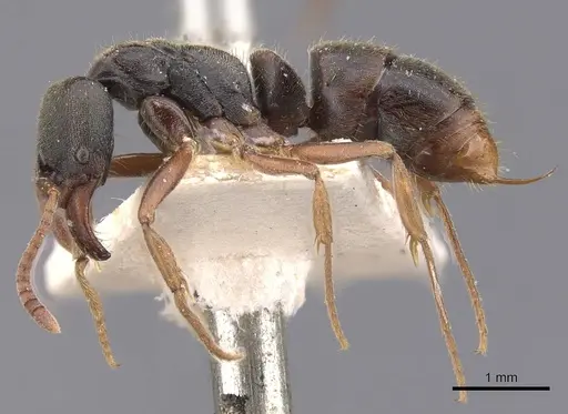Mayaponera arhuaca specimen CASENT0907276 image casent0907276_3