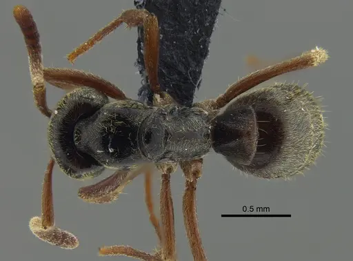 Mayaponera arhuaca specimen CBUMAGENT41669 image cbumagent41669_1