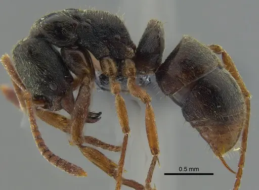Mayaponera arhuaca specimen CBUMAGENT41669 image cbumagent41669_3