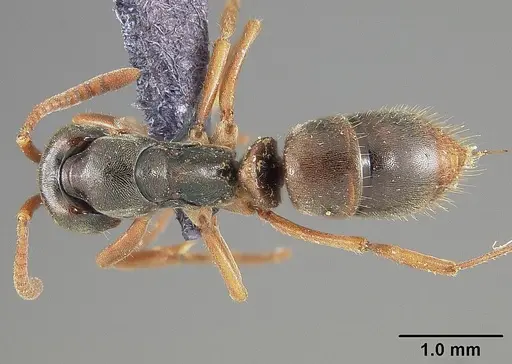 Mayaponera arhuaca specimen USNMENT00445647 image usnment00445647_1