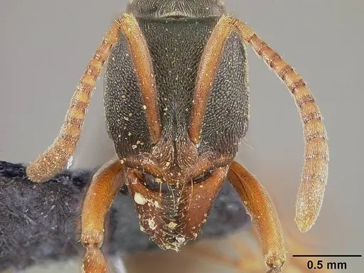 Mayaponera arhuaca specimen USNMENT00445647 image usnment00445647_2
