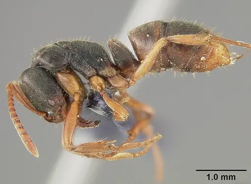 Mayaponera arhuaca specimen USNMENT00445647 image usnment00445647_3
