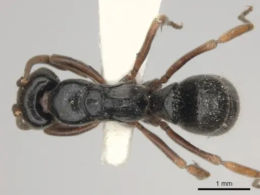 Mayaponera becculata specimen CASENT0217551 image casent0217551_1