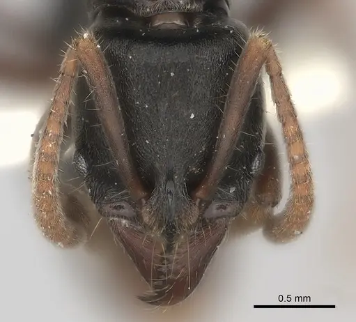 Mayaponera becculata specimen CASENT0217551 image casent0217551_2