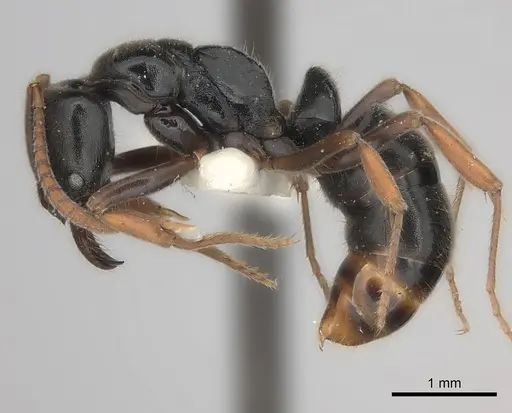 Mayaponera becculata specimen CASENT0217551 image casent0217551_3