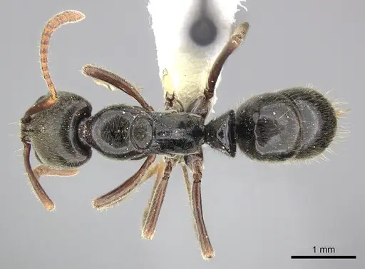 Mayaponera becculata specimen CASENT0249130 image casent0249130_1