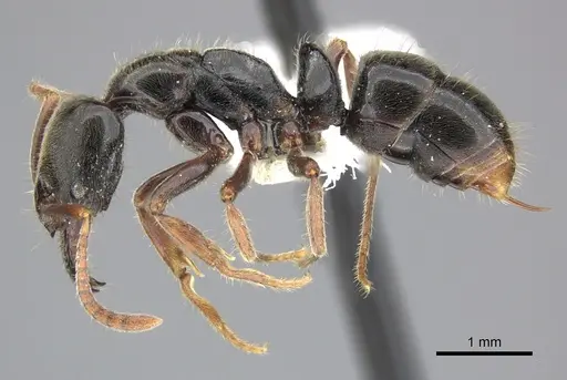 Mayaponera becculata specimen CASENT0249130 image casent0249130_3