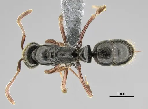 Mayaponera becculata specimen CASENT0374638 image casent0374638_1