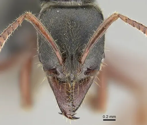 Mayaponera becculata specimen CASENT0374638 image casent0374638_2
