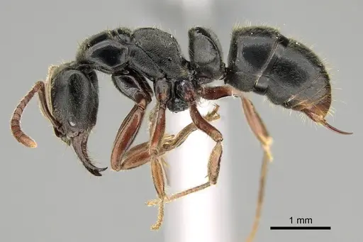 Mayaponera becculata specimen CASENT0374638 image casent0374638_3
