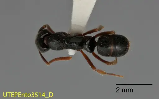 Mayaponera becculata specimen UTEPENTO3514 image utepento3514_1