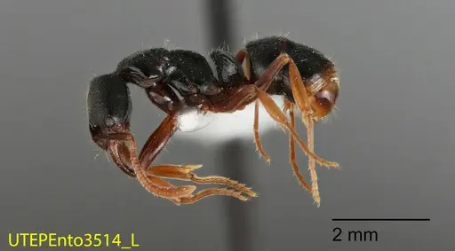 Mayaponera becculata specimen UTEPENTO3514 image utepento3514_2